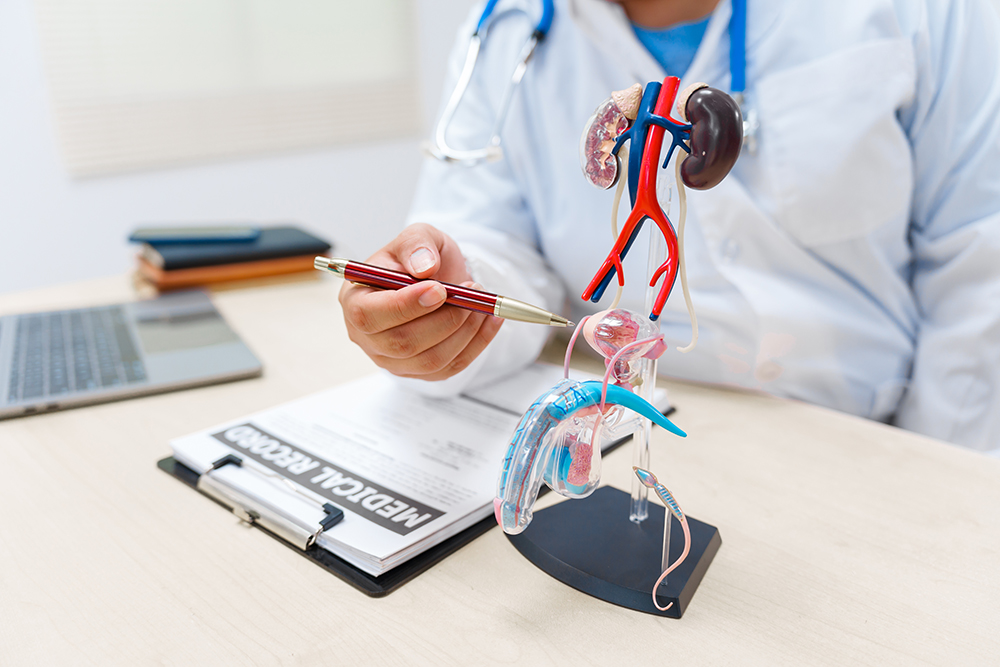 A urologist pointing at a male urinary system model