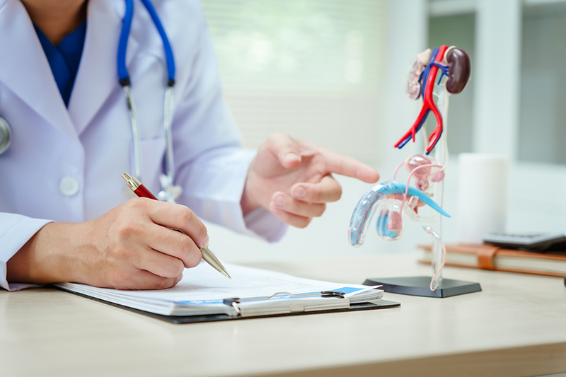 A doctor pointing to an anatomical diagram of the urinary system